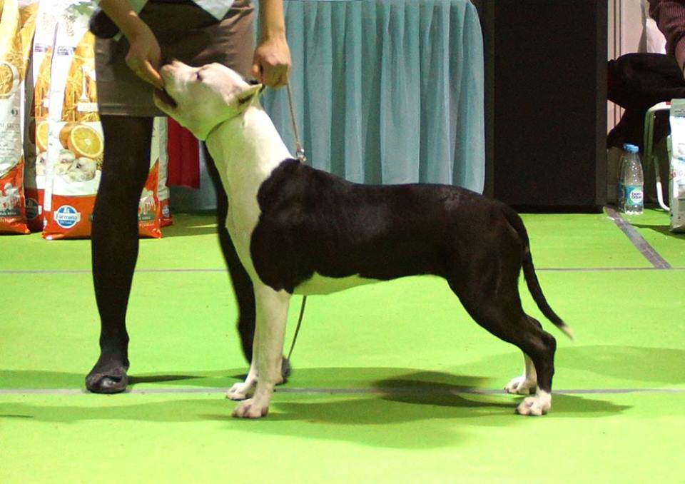 фото с выставки собак в ставрополе